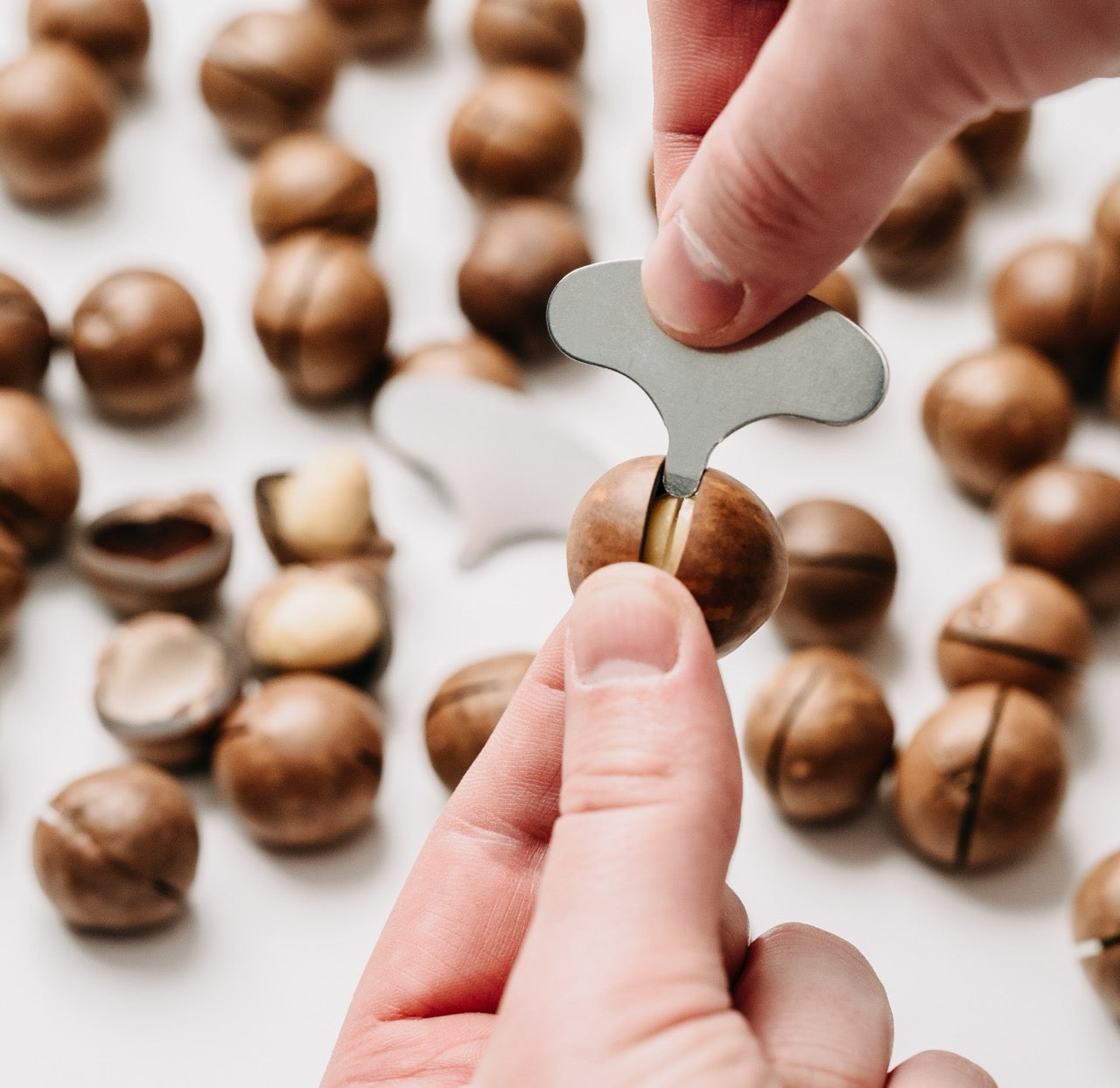 Macadamia nuts in shell