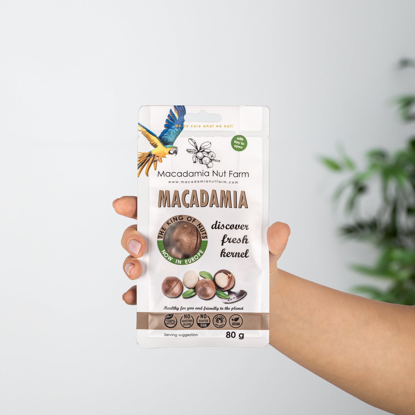 Macadamia nuts in shell